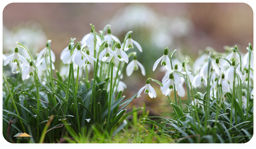 snowdrops is one of the earliest spring flowers that bloom in germany