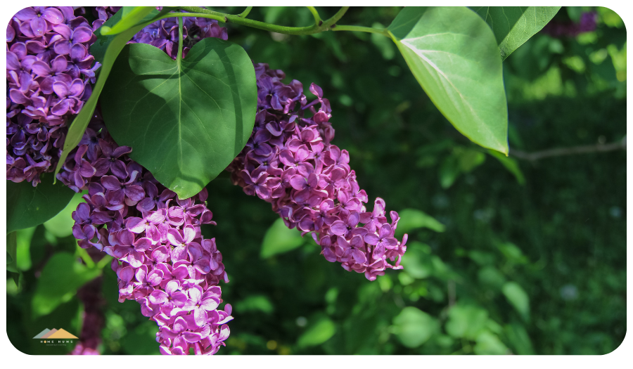 lilac is a spring flowers in germany