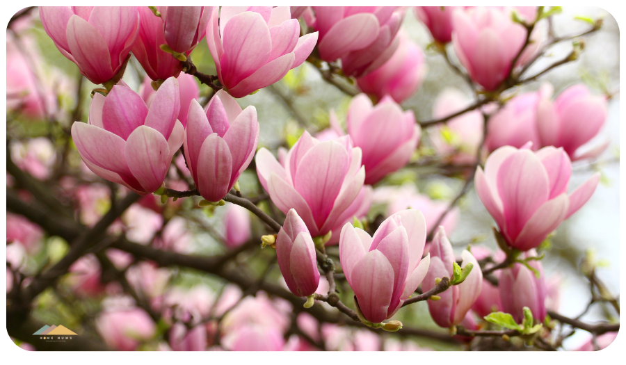 magnolias are some of the gorgeous blooms in germany
