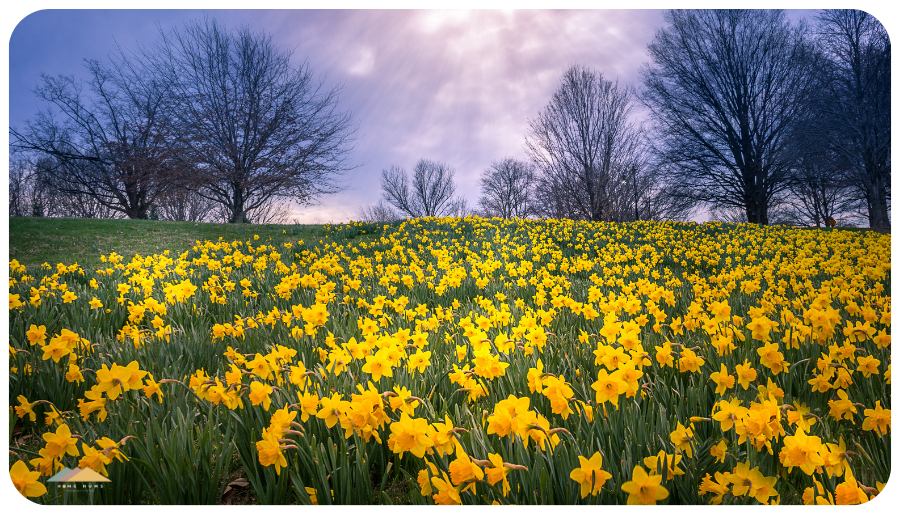 
wild daffodils