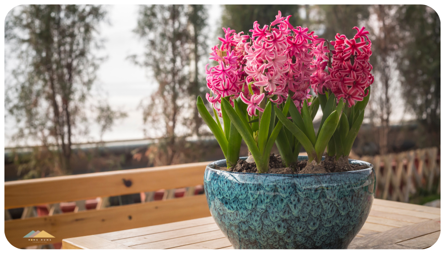 pink hyacinth is perfect to spring up your indoor indoor space