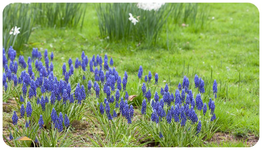 grape hyacinths can bought a spring in a pot here in germany
