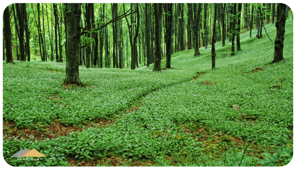 wild garlic