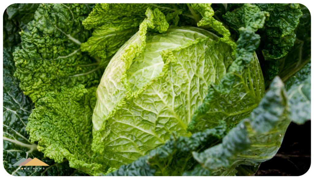 savoy cabbage